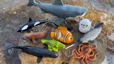 Megan's World live. Sea Animal Toys for Kids .